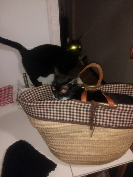 Panterita in basket